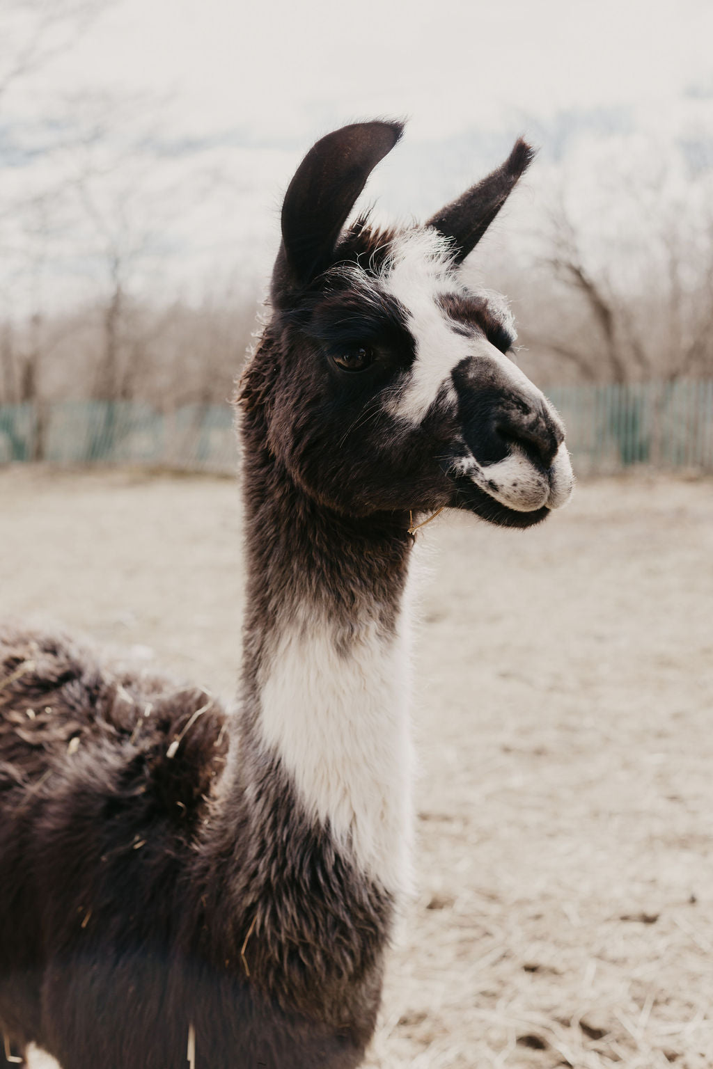 Handspun Suri Llama - Blaze