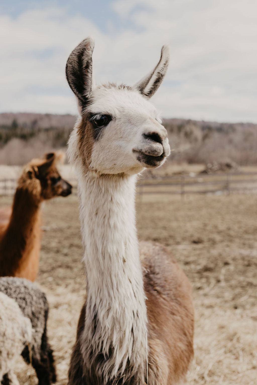 Handspun Suri Llama - Lizzy