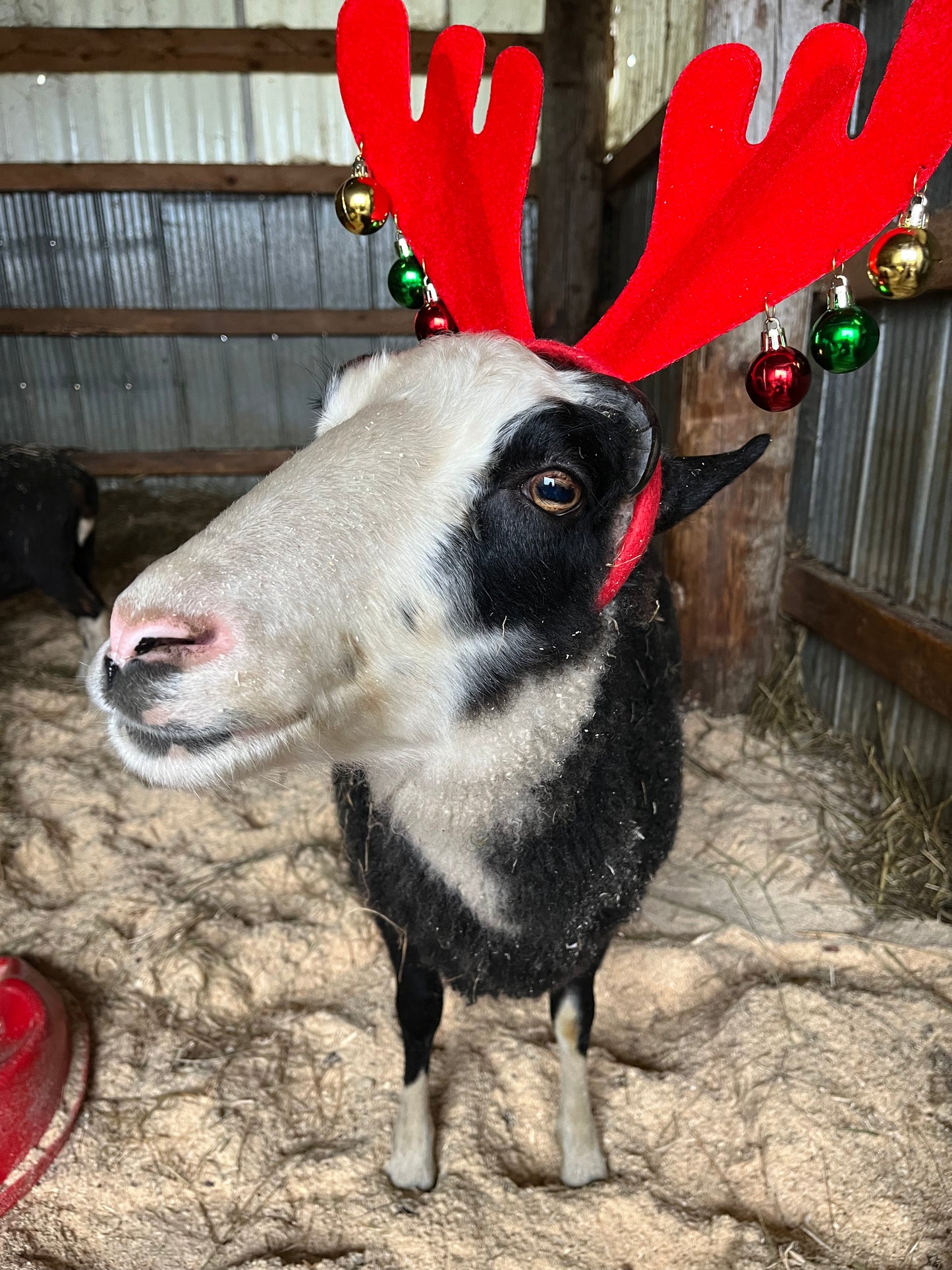 Handspun Yarn - Arlo