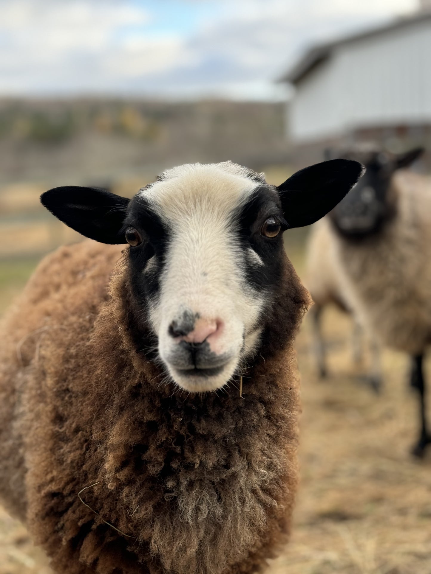 Handspun Yarn - Lily