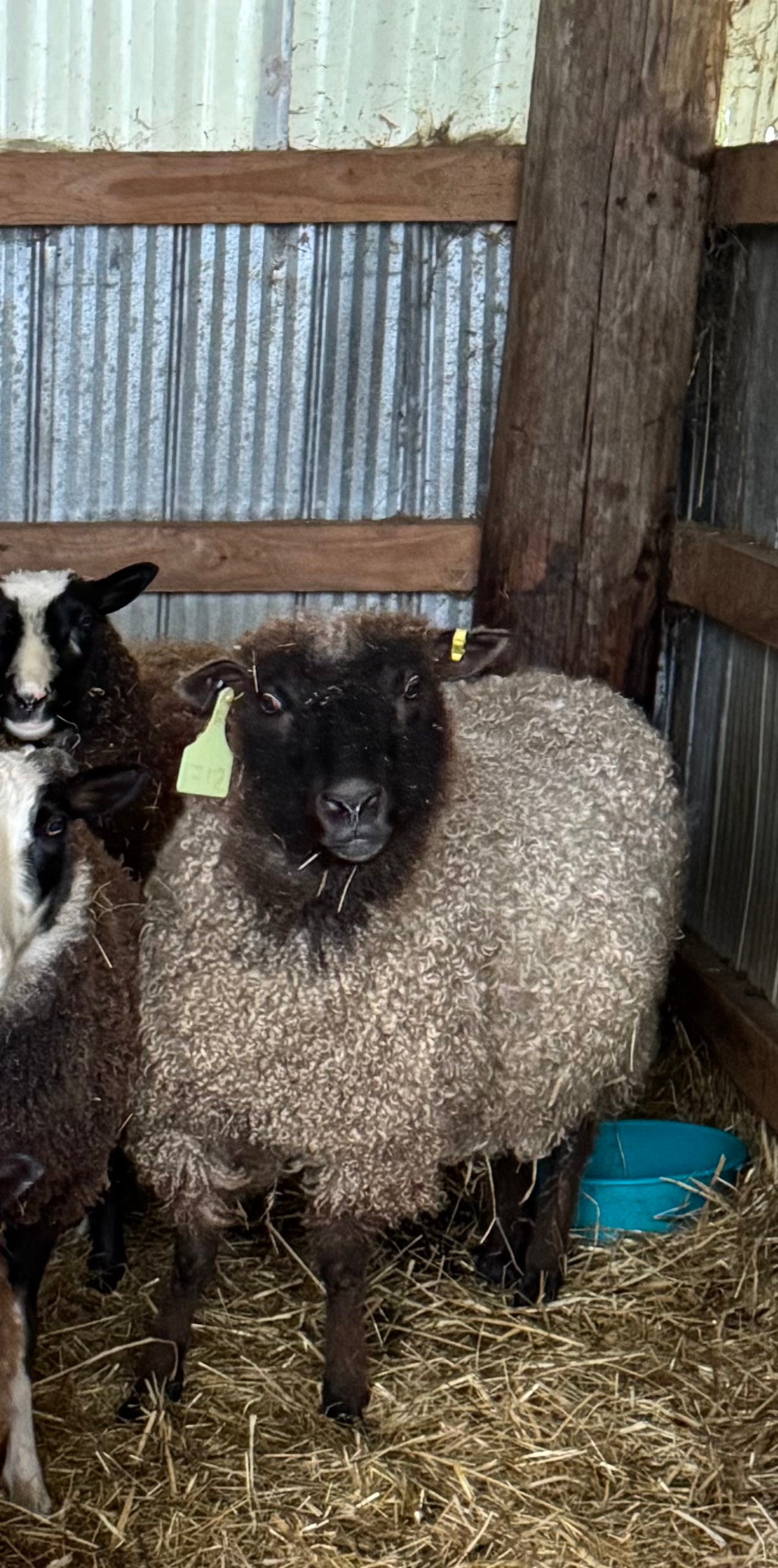 Handspun Yarn - Dorothy