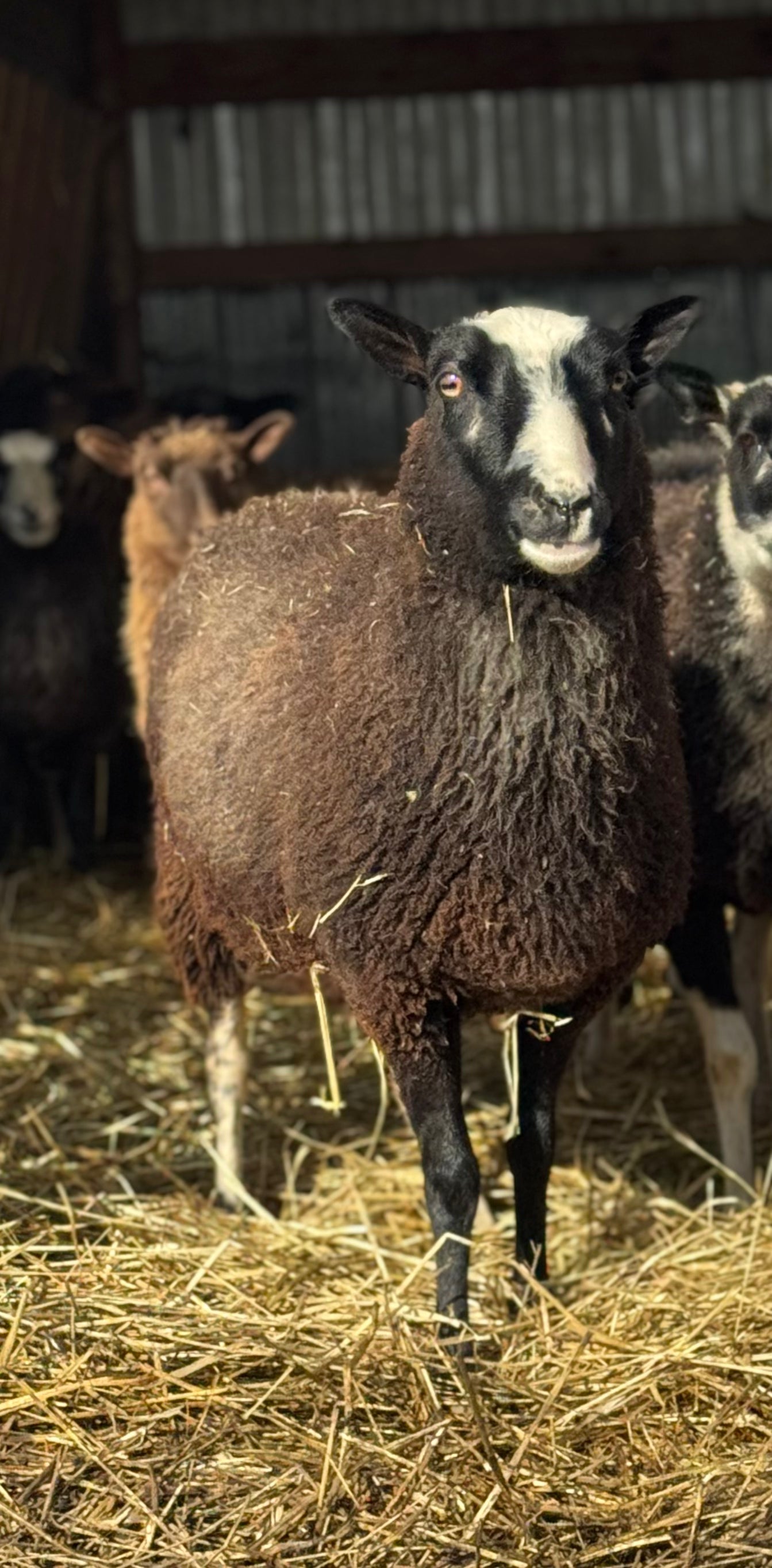 Handspun Yarn - Lena