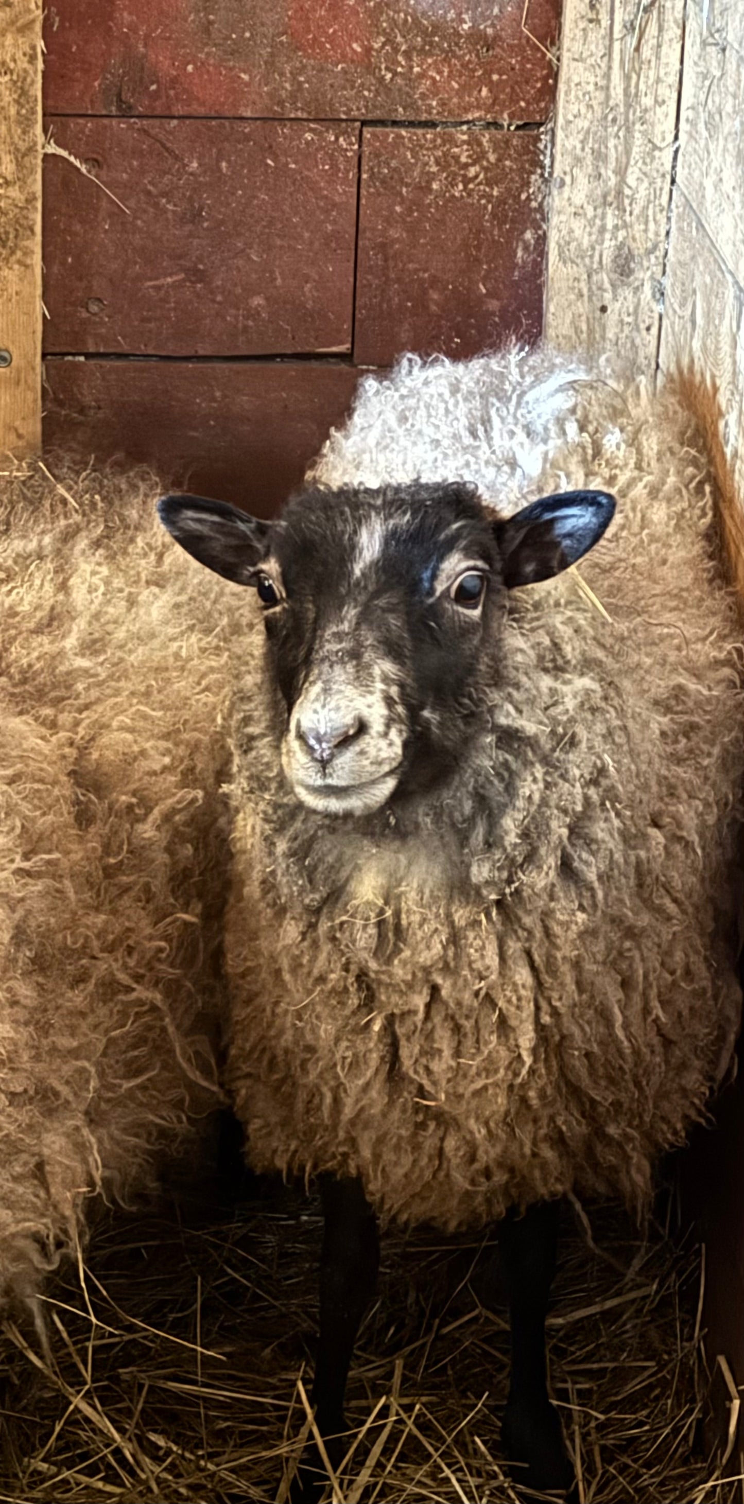 Handspun Yarn - Luna