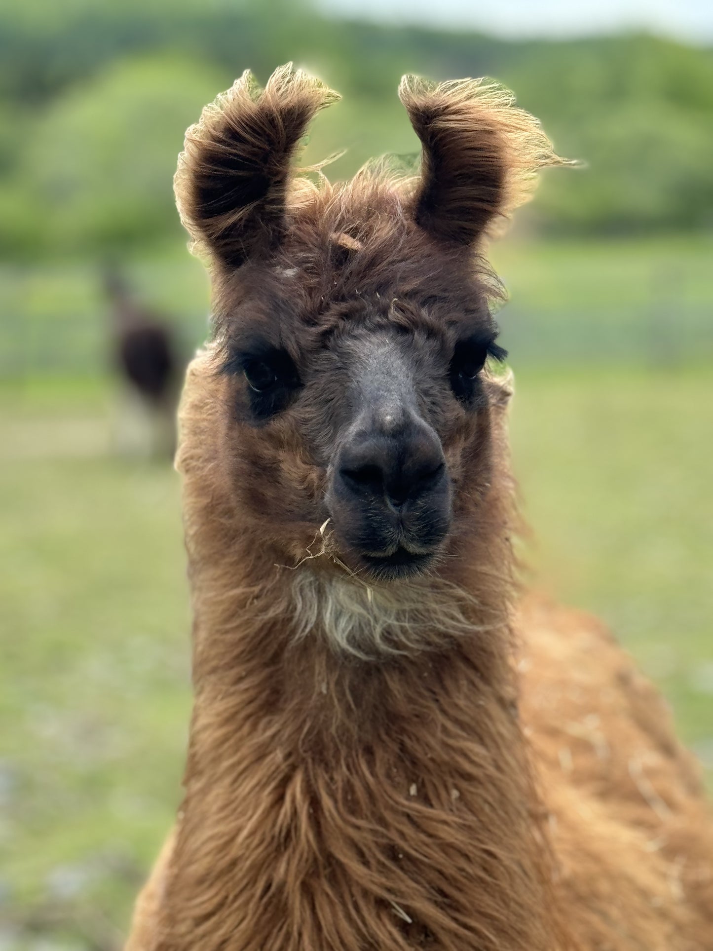Handspun Yarn - Spice