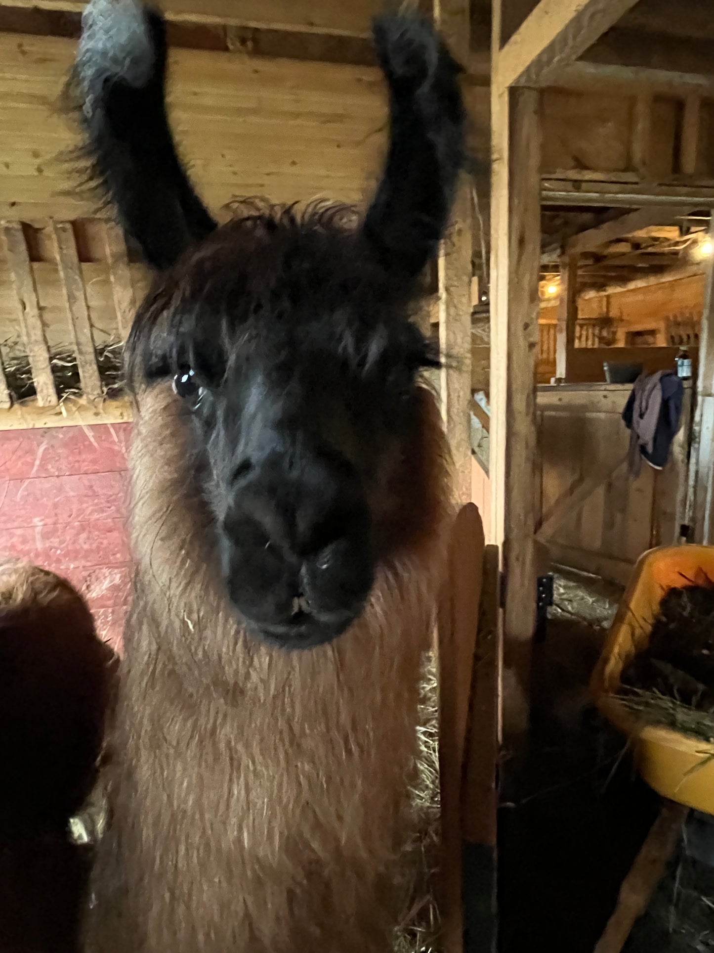 Handspun Suri - Jim, Lizzy and Expo