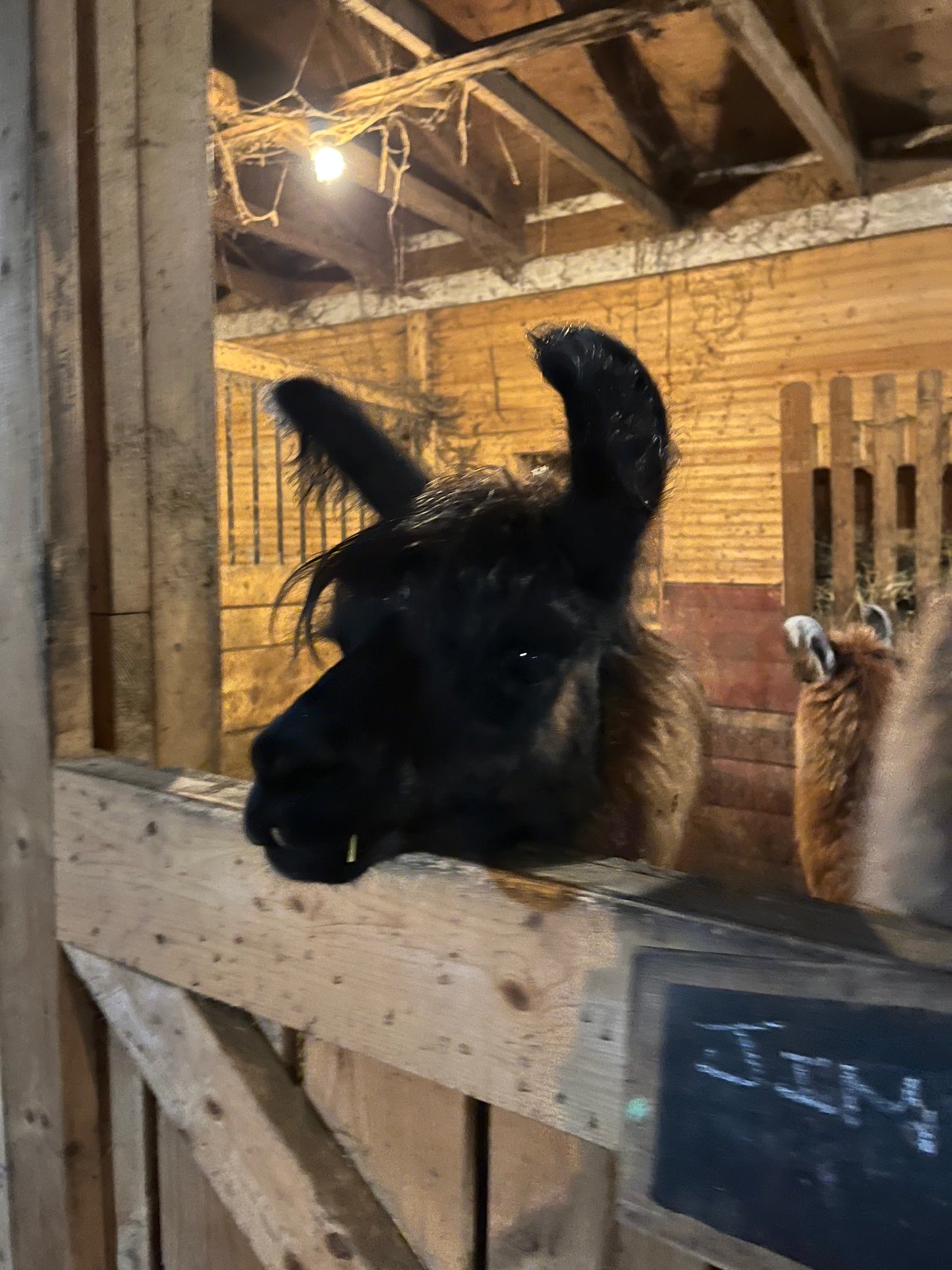 Handspun Yarn - Expo