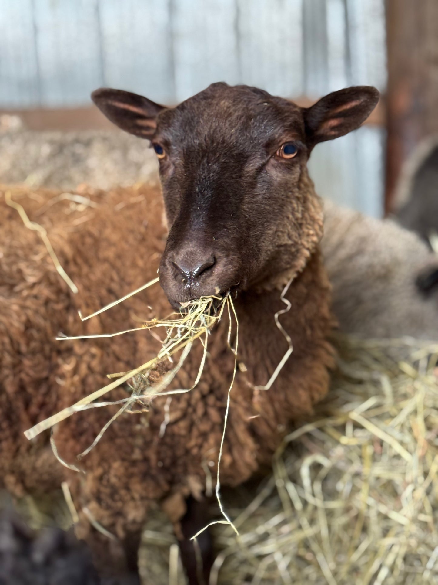 Handspun Yarn - Luna & Latte