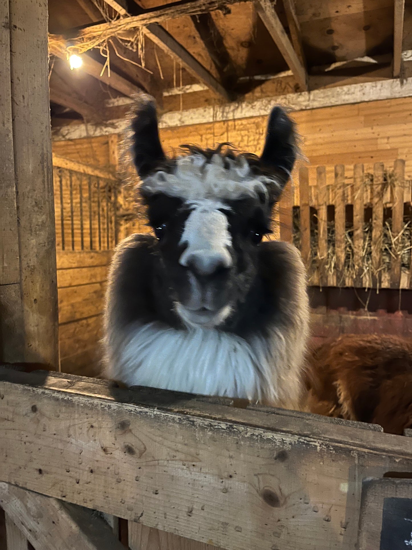 Handspun Suri Llama Yarn - Sparkie